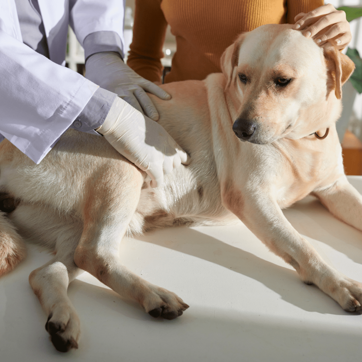 15 Potential Causes of Abdominal Enlargement in Dogs - PetHelpful