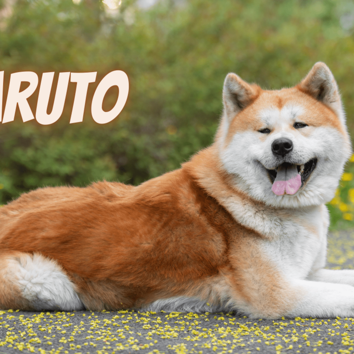 60 Japanese Anime and Manga Character Dog Name Ideas