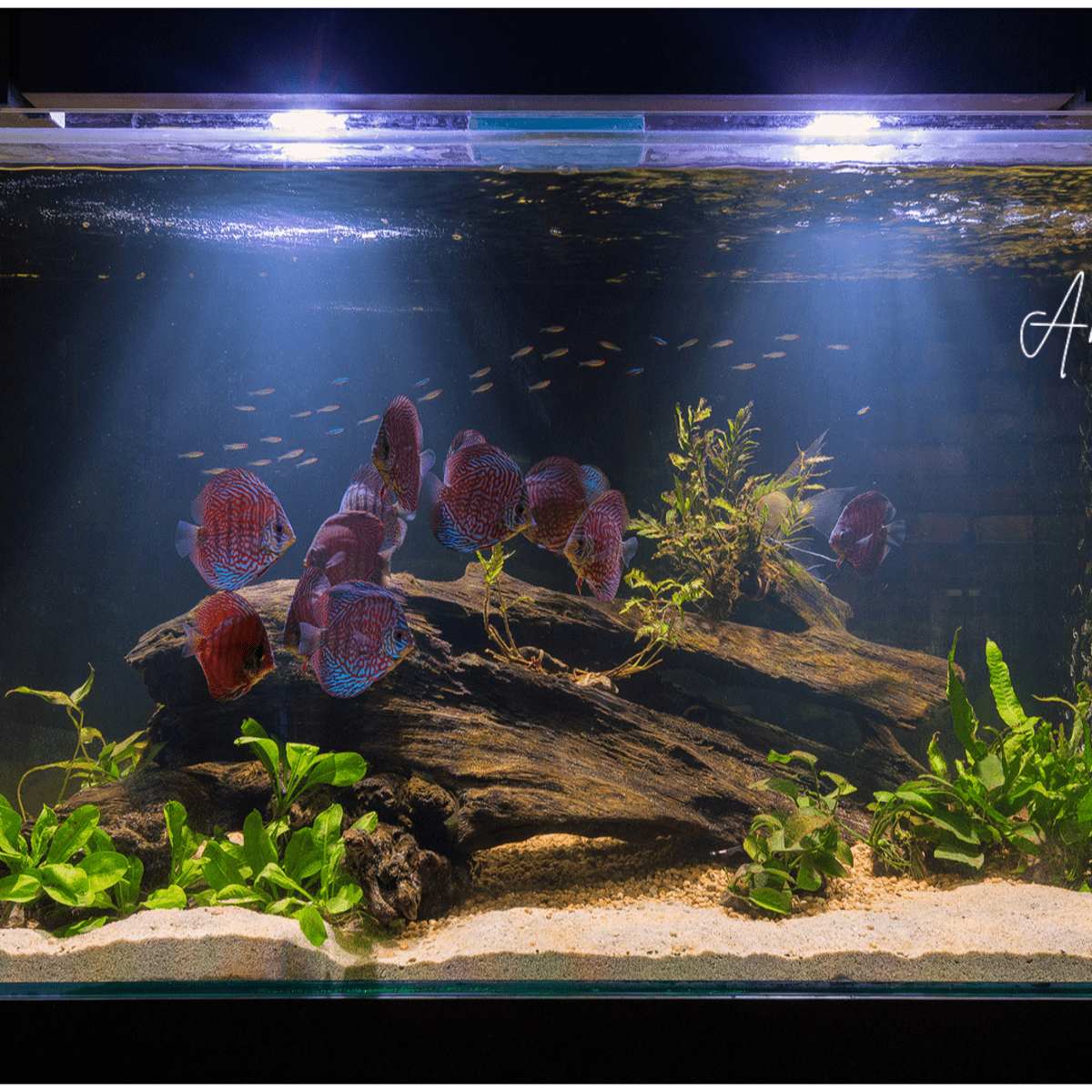 black background  Aquascape, Aquarium decorations, Fish tank