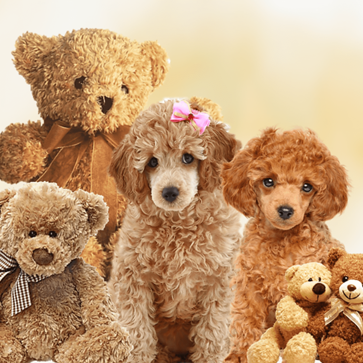 what breeds are teddy bear