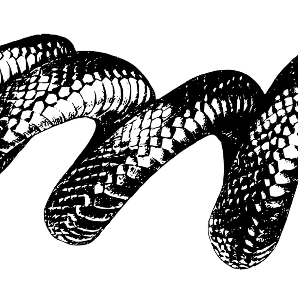 What Is the Snake Diet and Is It Safe?