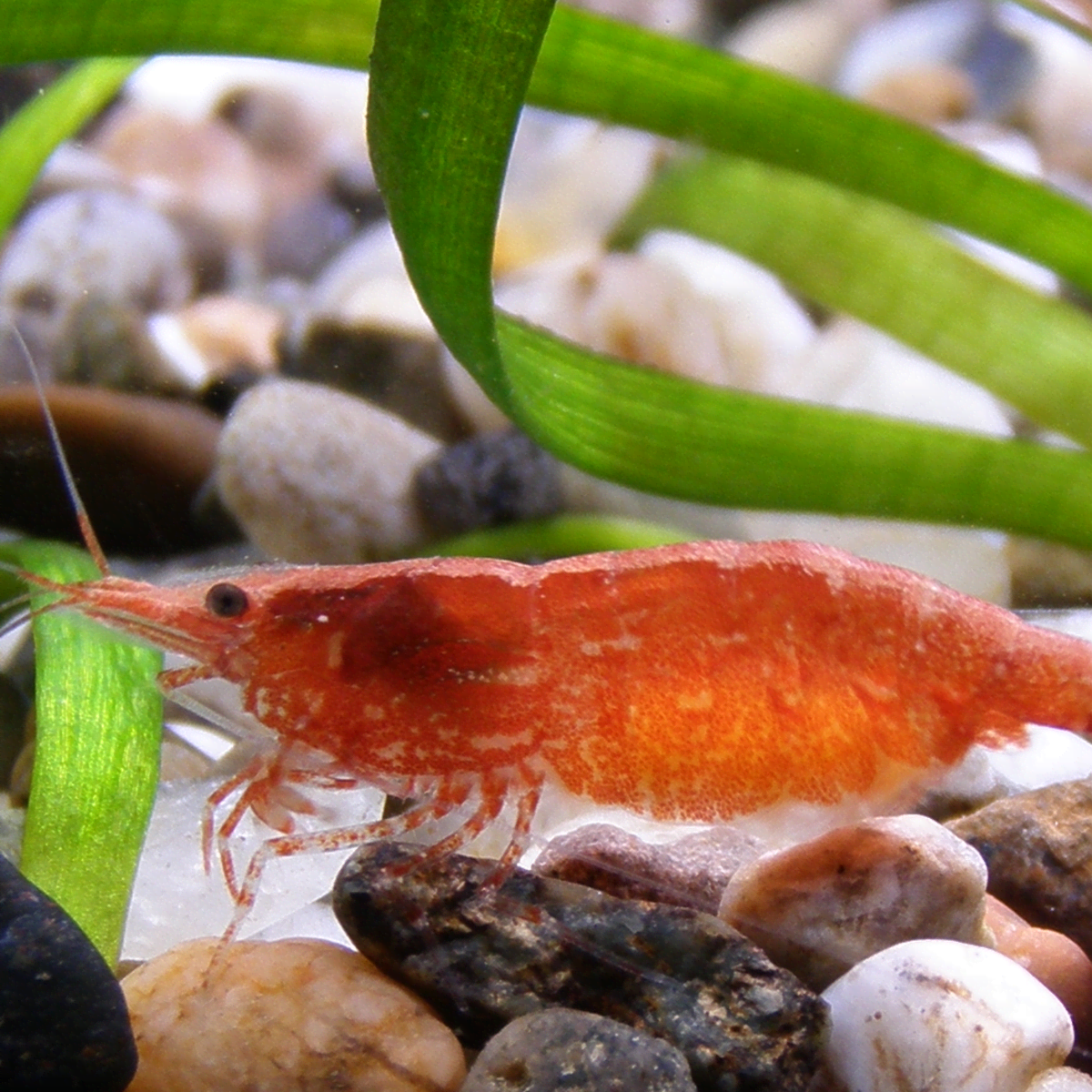 Illustrated Guide to the Top 7 Shrimp-Friendly Tetras - PetHelpful