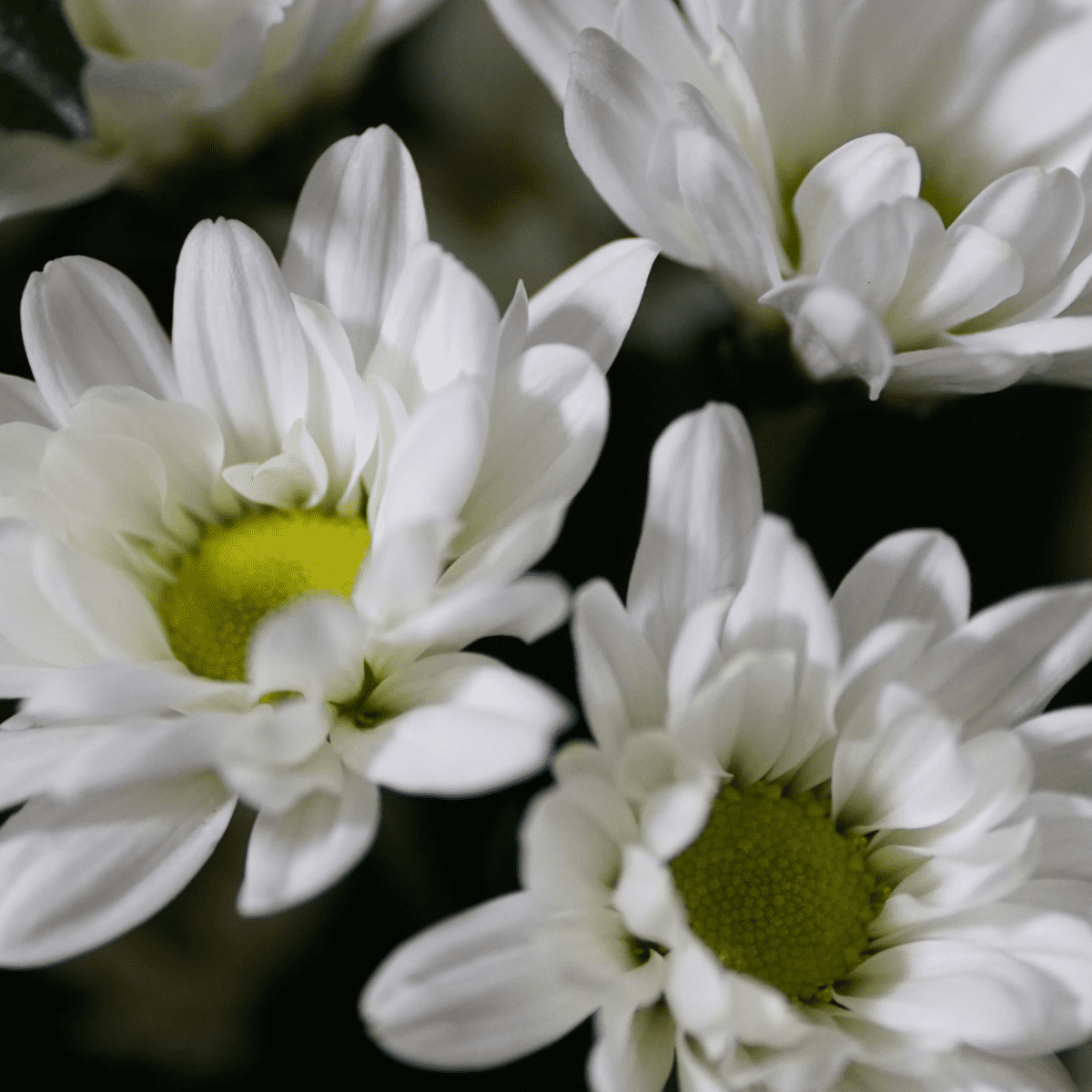 5 Fascinating Facts About Daisies That Will Make You Smile