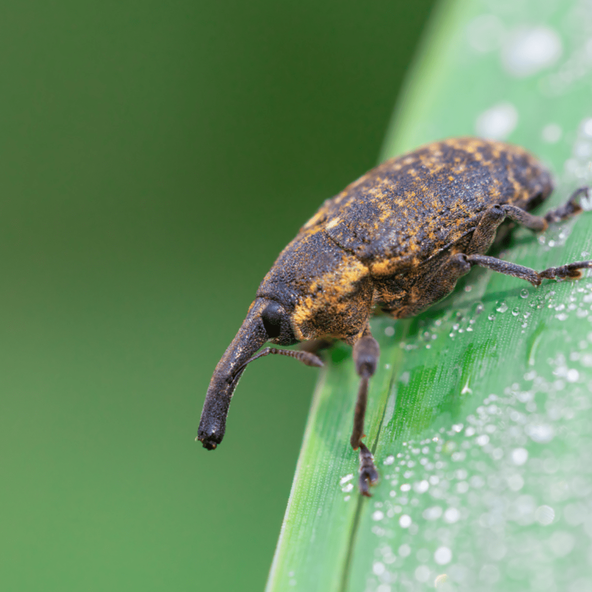 HOW TO CONTROL VINE WEEVILS - DEALING WITH VINE WEEVILS IN YOUR GARDEN 