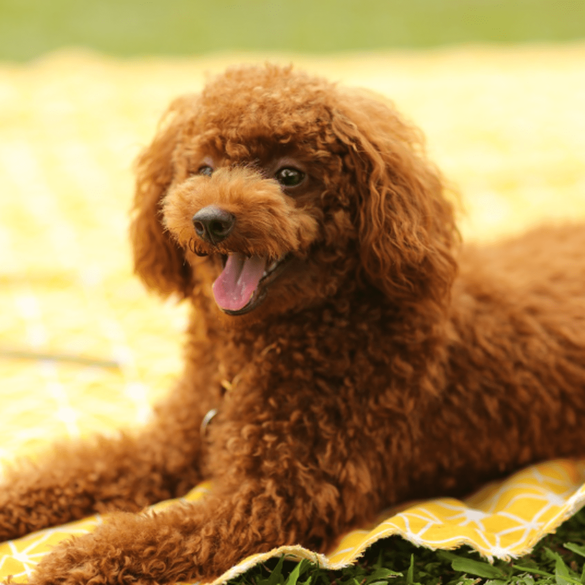 13 Things You Should Know About the Toy Poodle - Your Dog Advisor