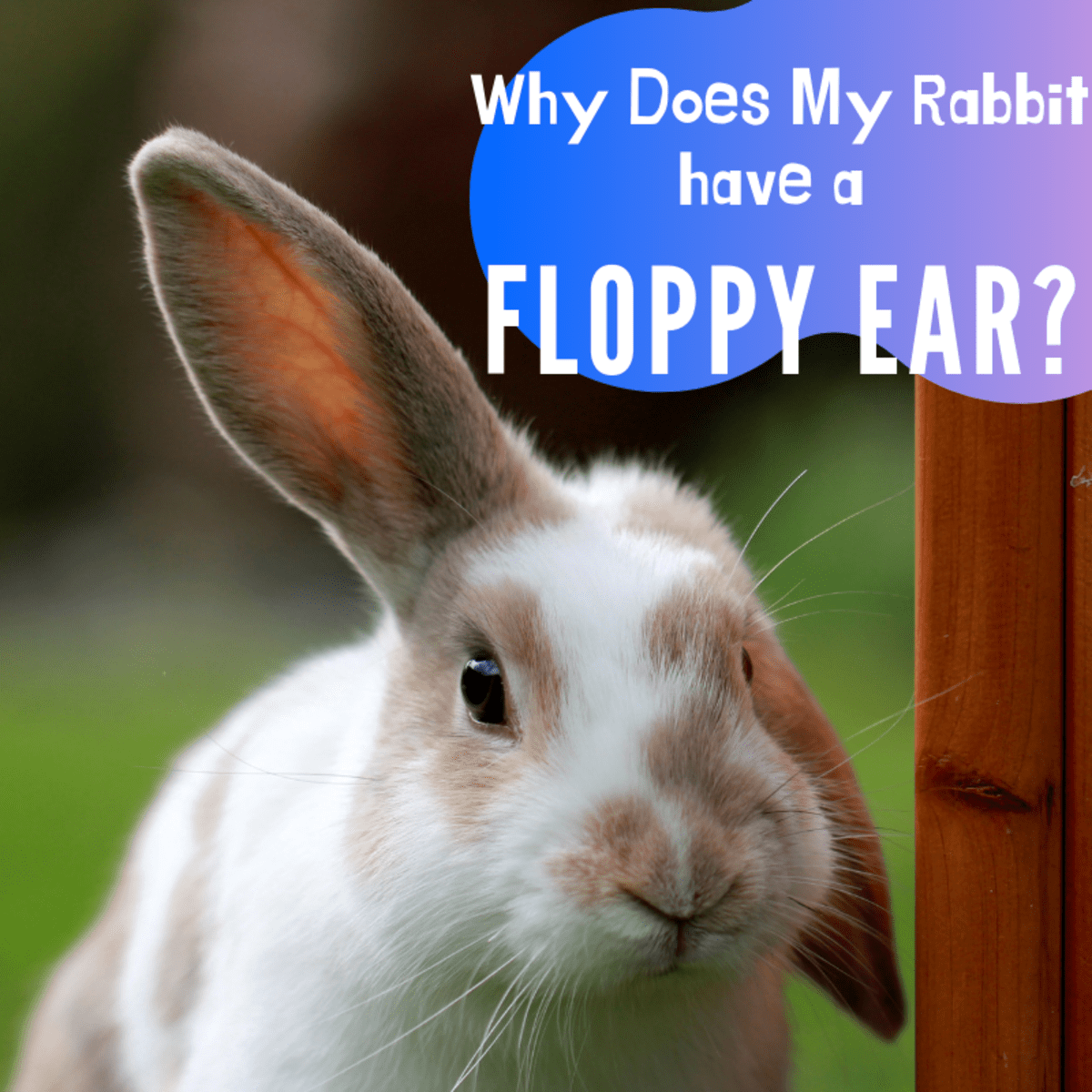 What Makes Rabbit Ears Go Floppy Pethelpful By Fellow Animal Lovers And Experts