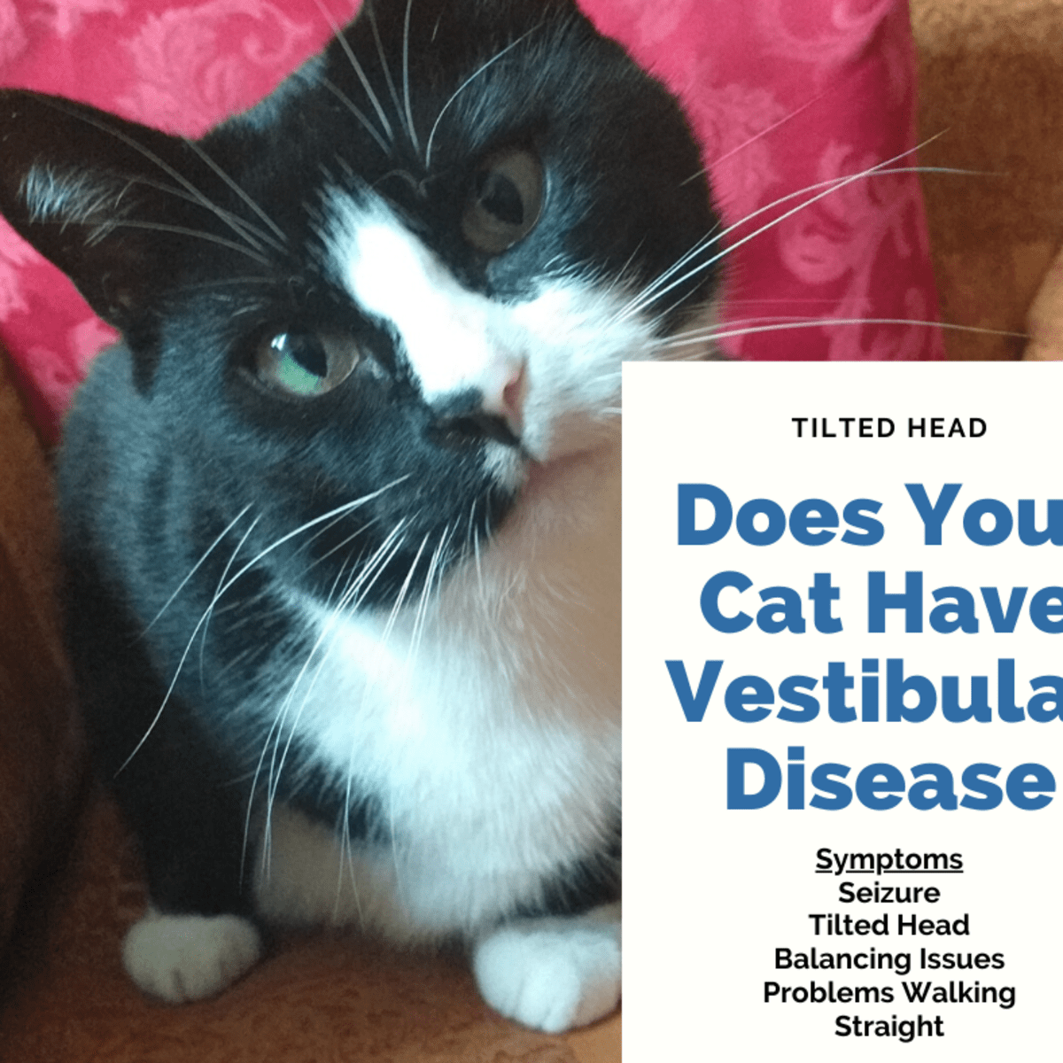 Symptoms And Treatment For Vestibular Disease In Cats Pethelpful By Fellow Animal Lovers And Experts