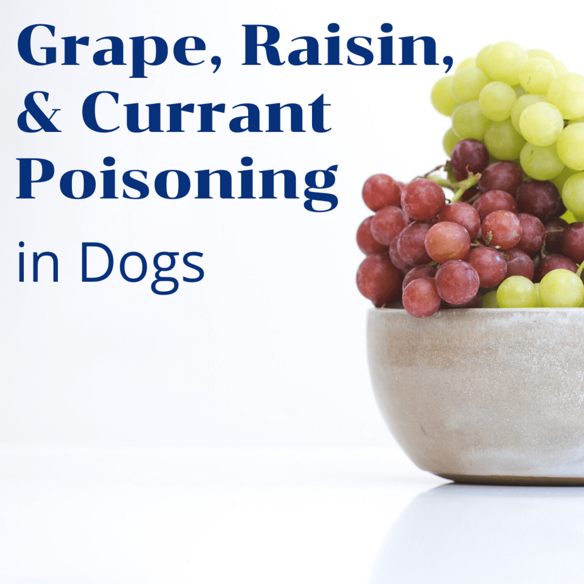 is 1 raisin bad for dogs