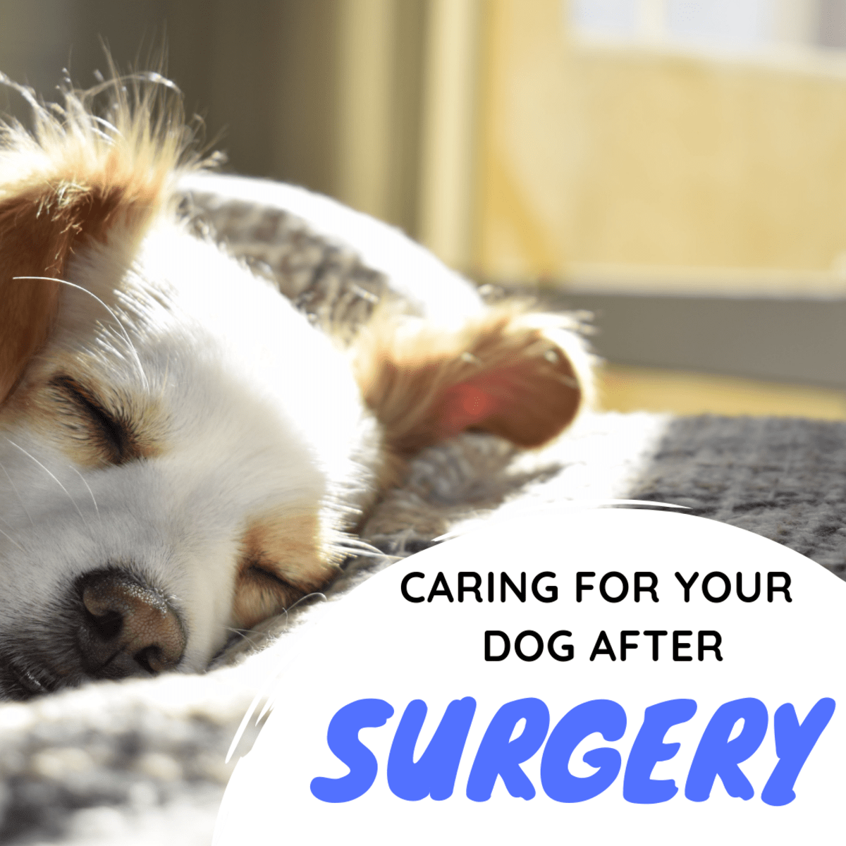 What To Expect After Your Dog Has A Front Leg Amputated Pethelpful