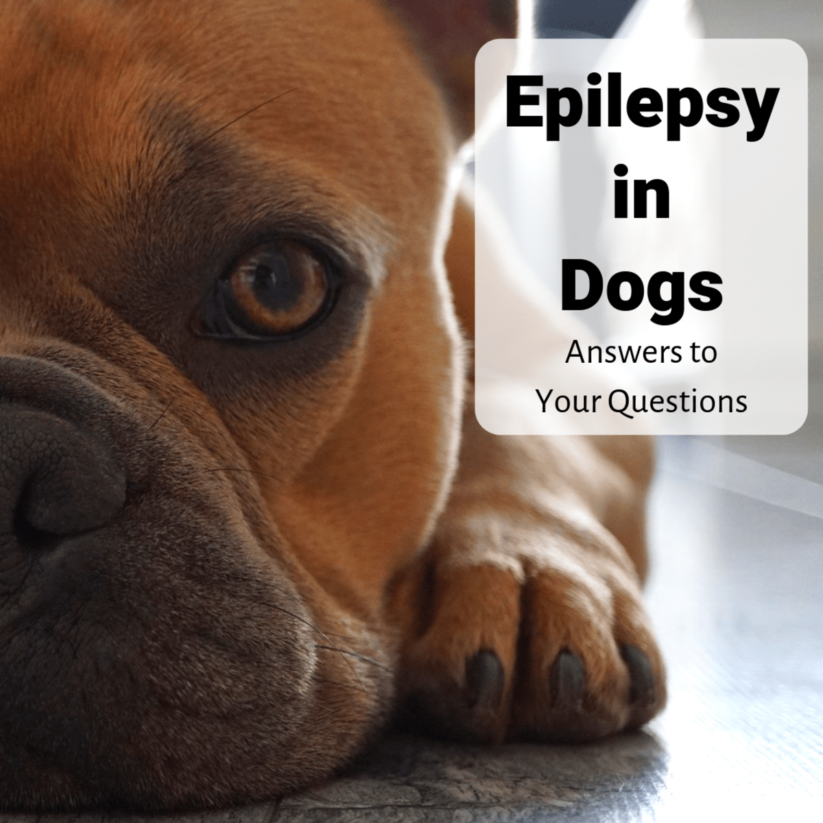 anti seizure meds for dogs