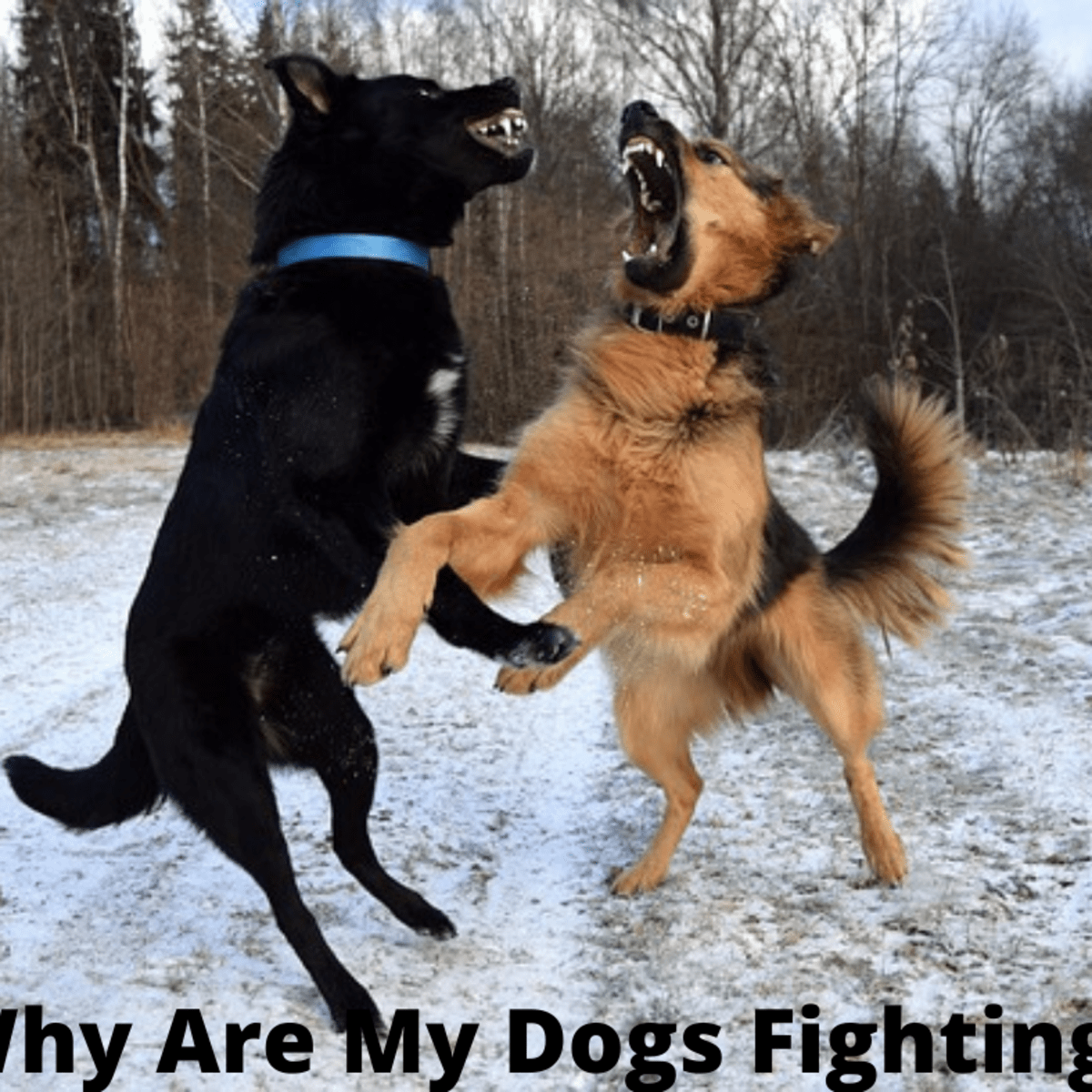 42 Top Pictures Older Dog Attacking New Puppy - How To Stop A Cat From Attacking Dogs Pethelpful By Fellow Animal Lovers And Experts