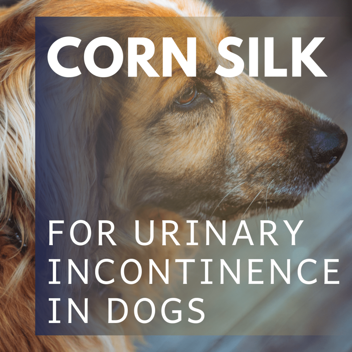 female dog urinary incontinence treatment