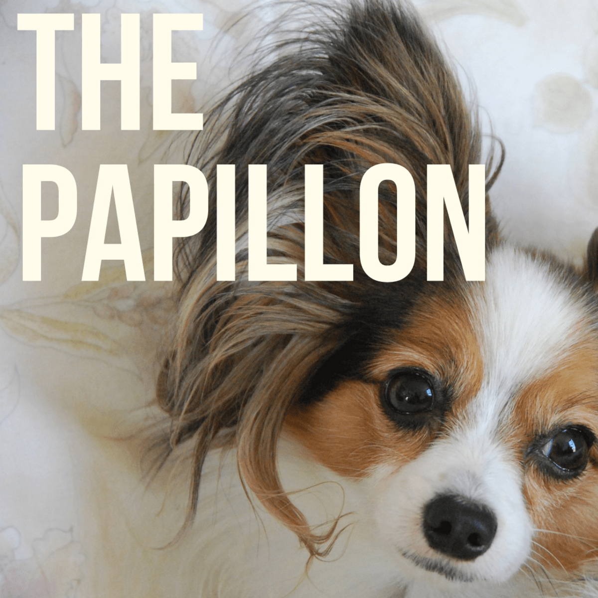 The Papillon A Guide To Being Owned By One Pethelpful