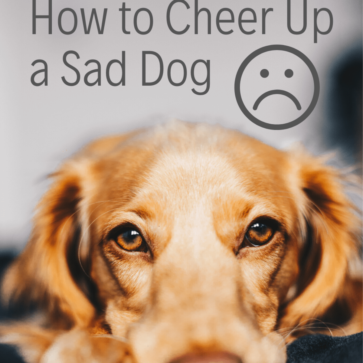 7 Best Methods To Cheer Up A Sad Or Depressed Dog Pethelpful By Fellow Animal Lovers And Experts