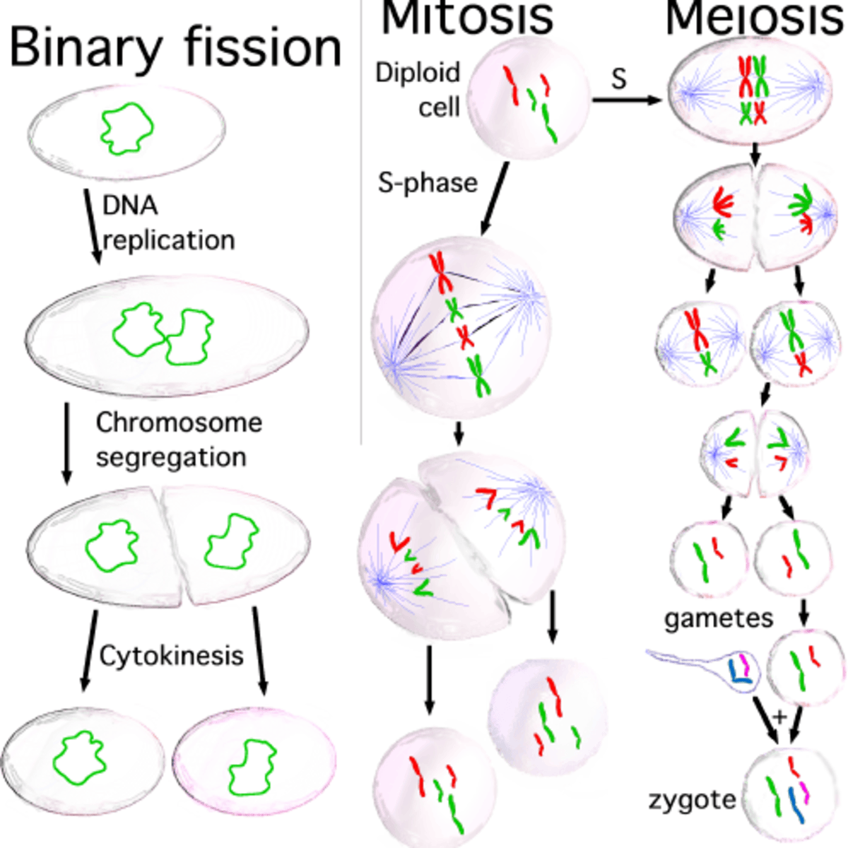 Cell Division Mitosis And Meiosis Owlcation
