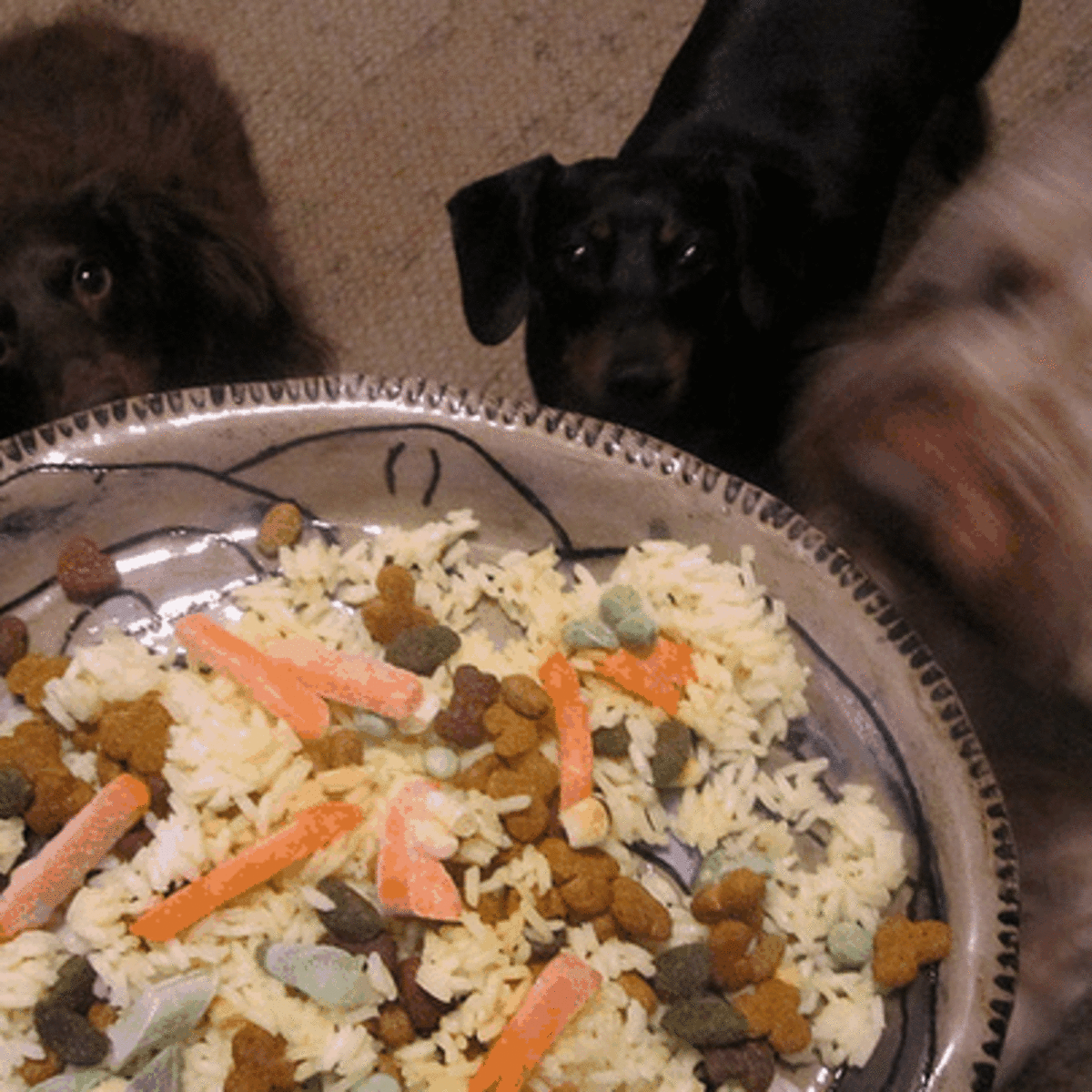 chicken and rice for dog diarrhea