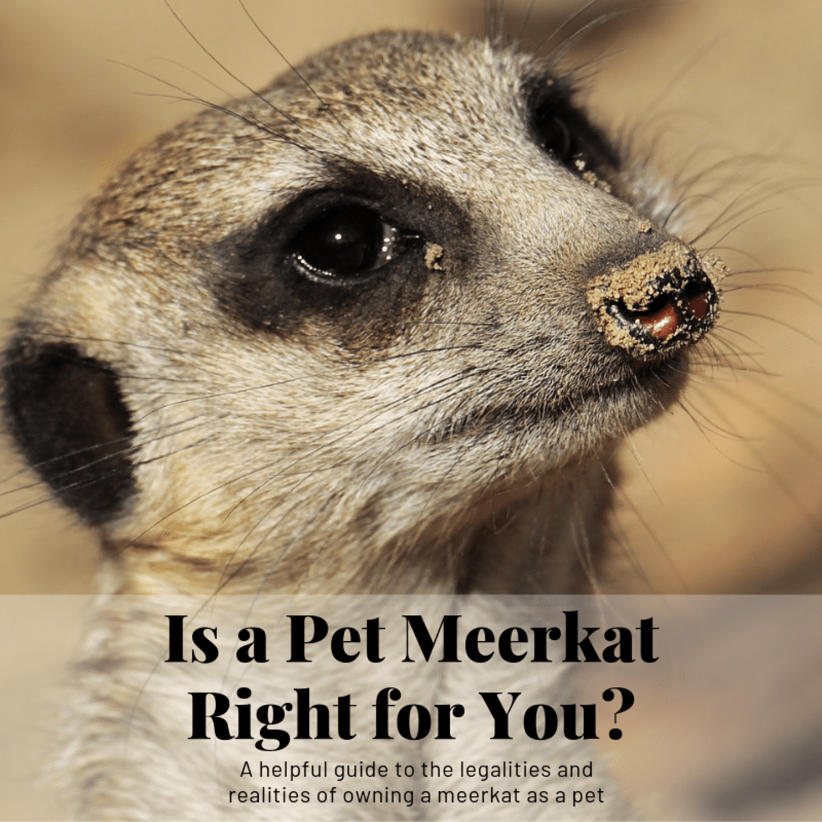 Meerkats As Pets Ease Of Care Legality More Pethelpful