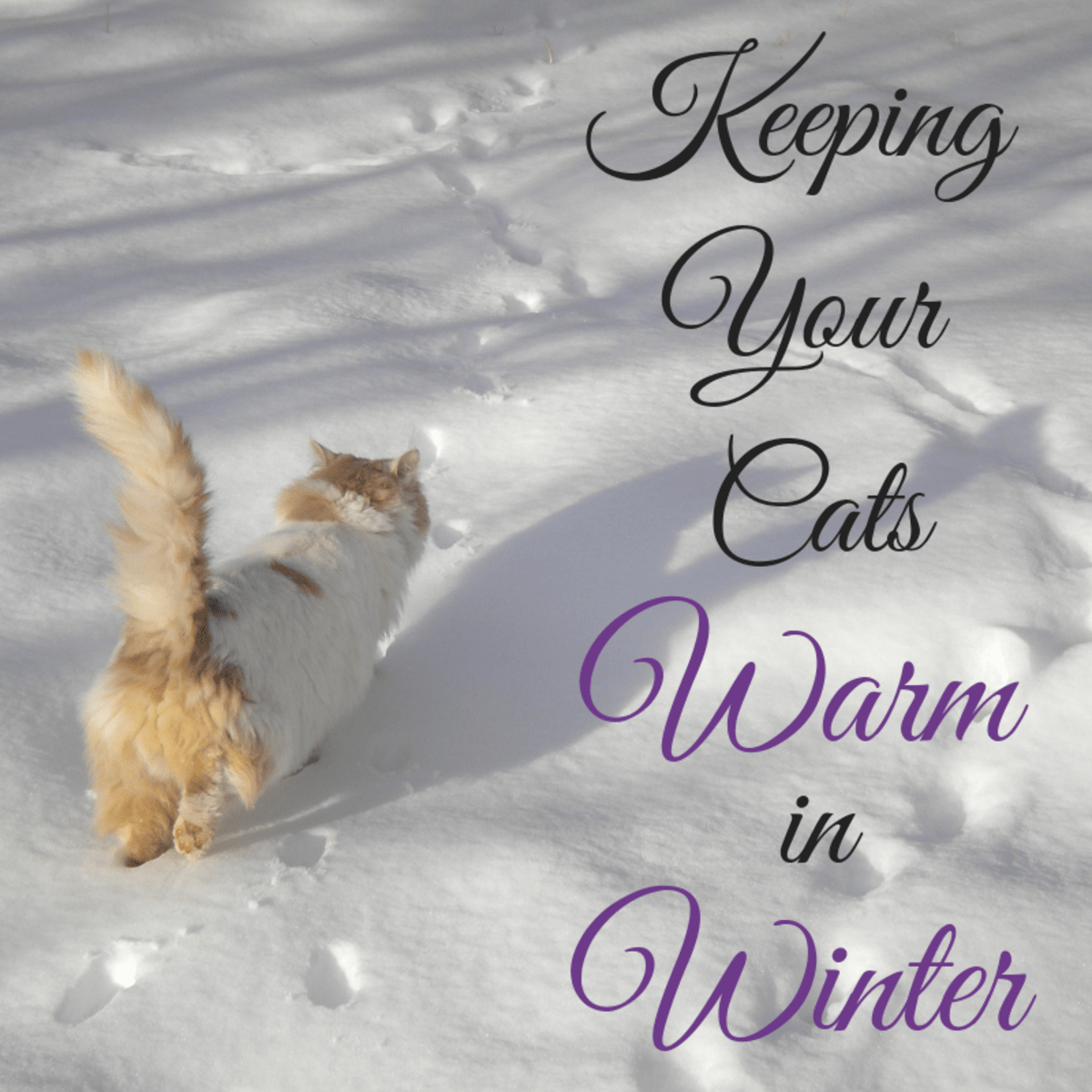 How To Keep Feral And Outdoor Cats Warm And Safe In Winter Pethelpful By Fellow Animal Lovers And Experts