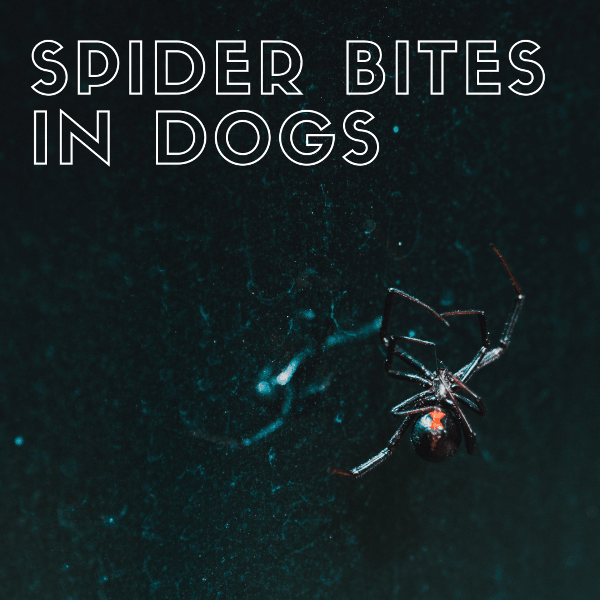 The Danger Of Spider Bites To Your Dog Photos Of The Wolf Spider Bite My Dog Suffered Pethelpful By Fellow Animal Lovers And Experts
