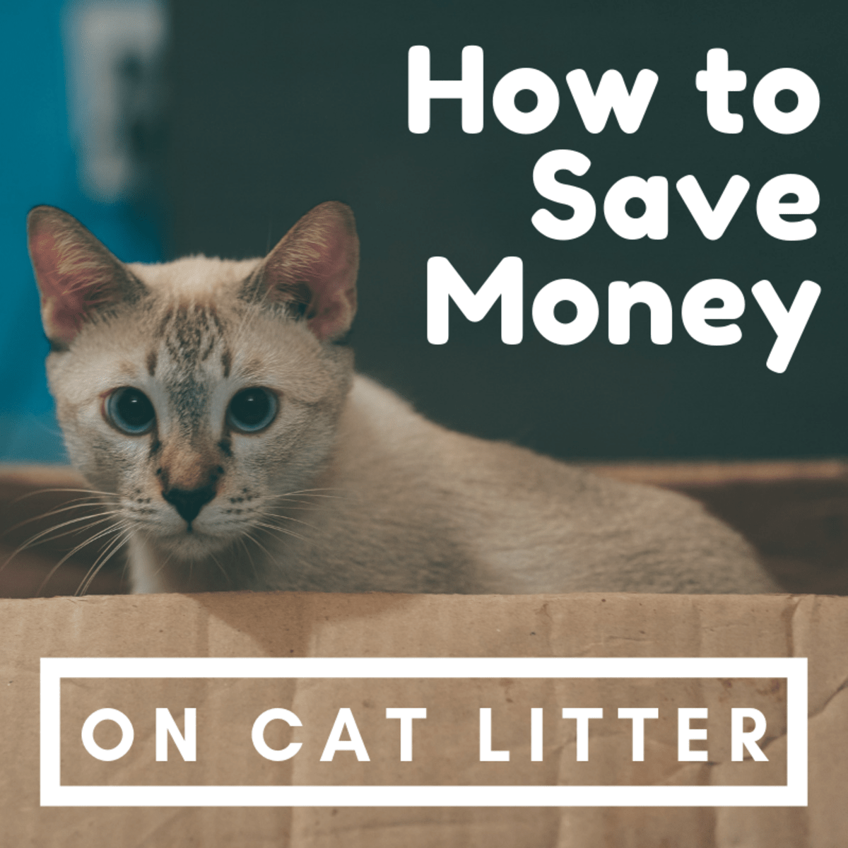 Cheapest Litter Options For Cats Pethelpful By Fellow Animal Lovers And Experts