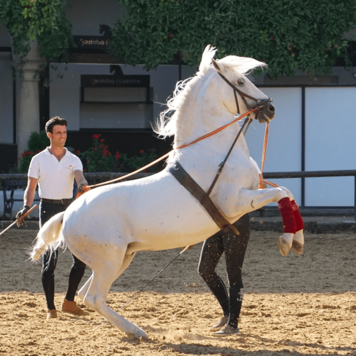 Visiting The Royal Stables And Andalusian Horses Of Cordoba Wanderwisdom Travel