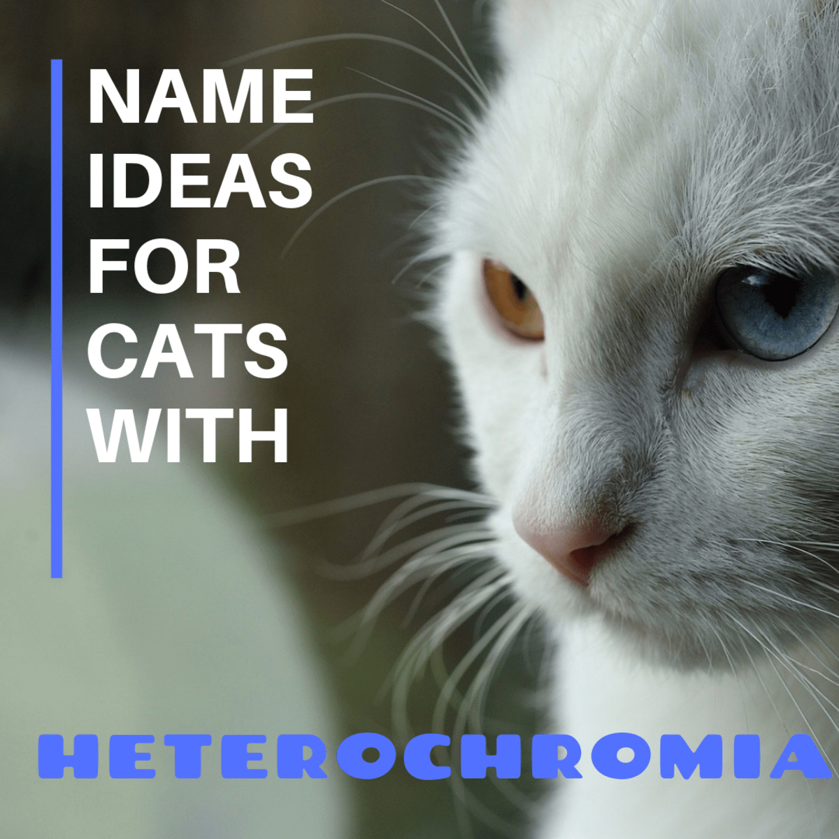 150 Names For Cats With Different Colored Eyes Heterochromia Pethelpful