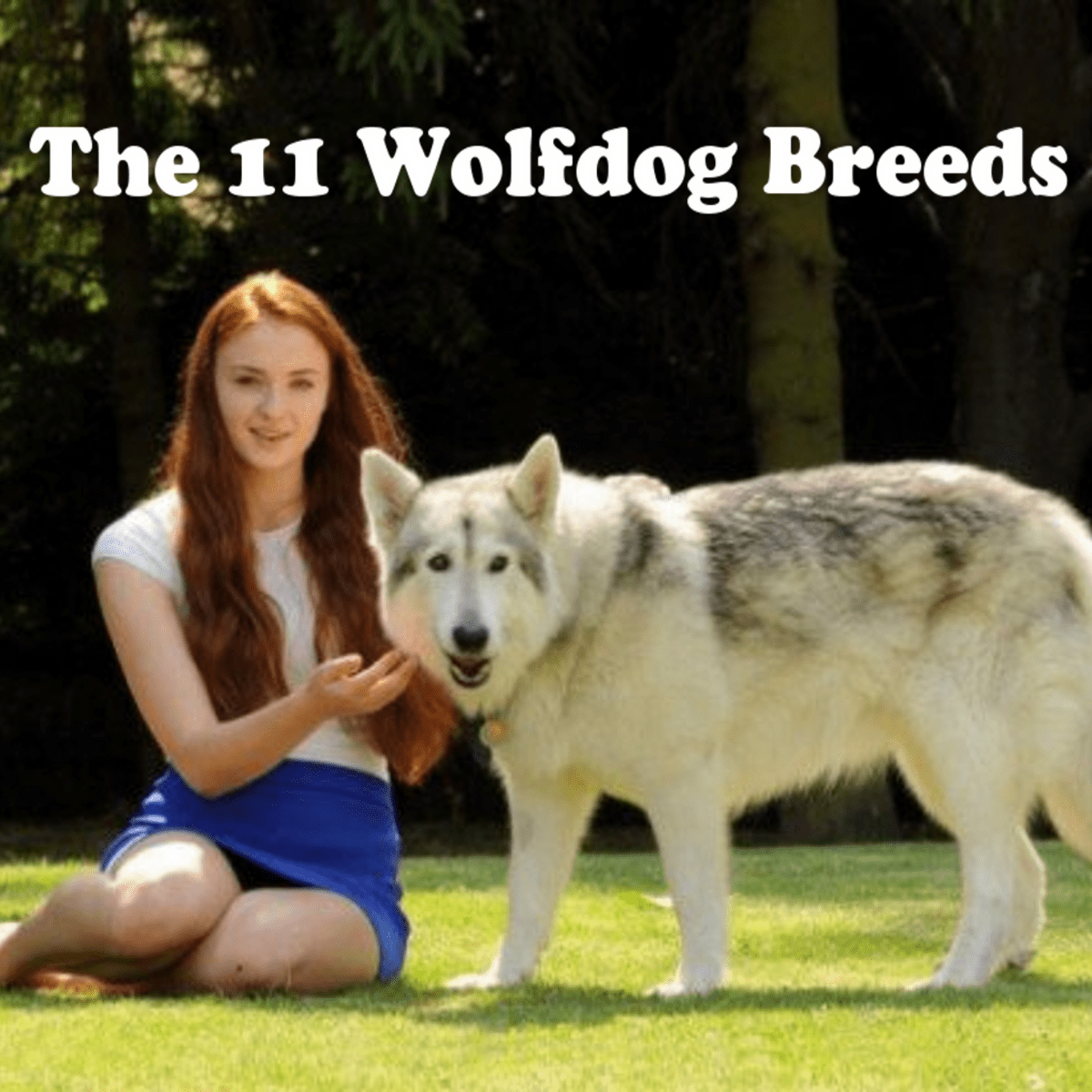 wolfdog breeds