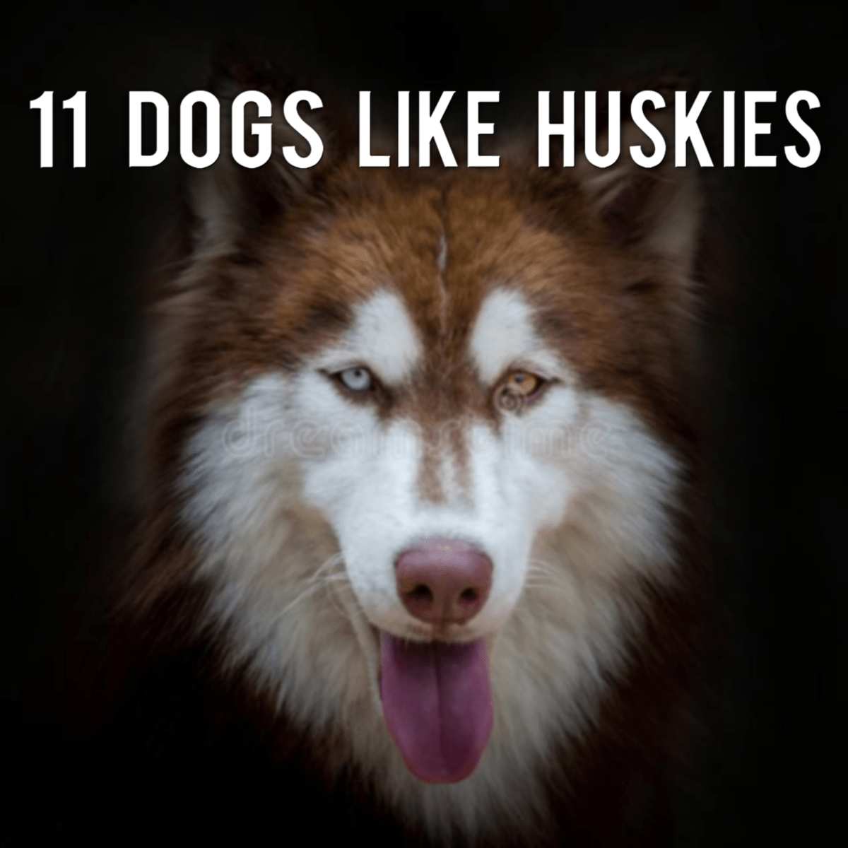 types of dogs that look like huskies