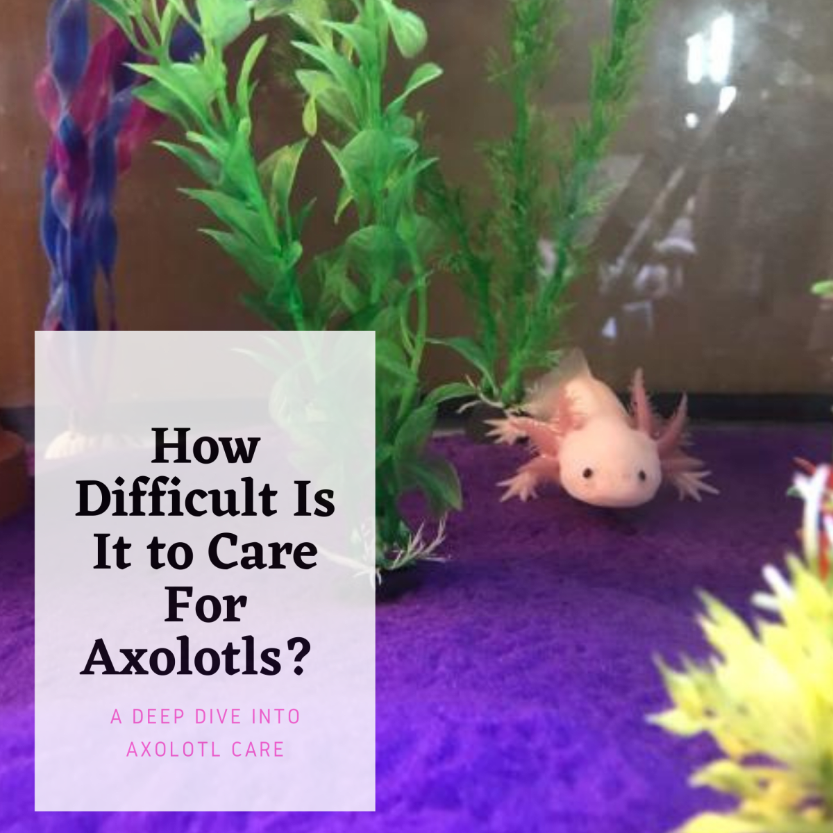 How Difficult Is It To Care For Axolotls Pethelpful