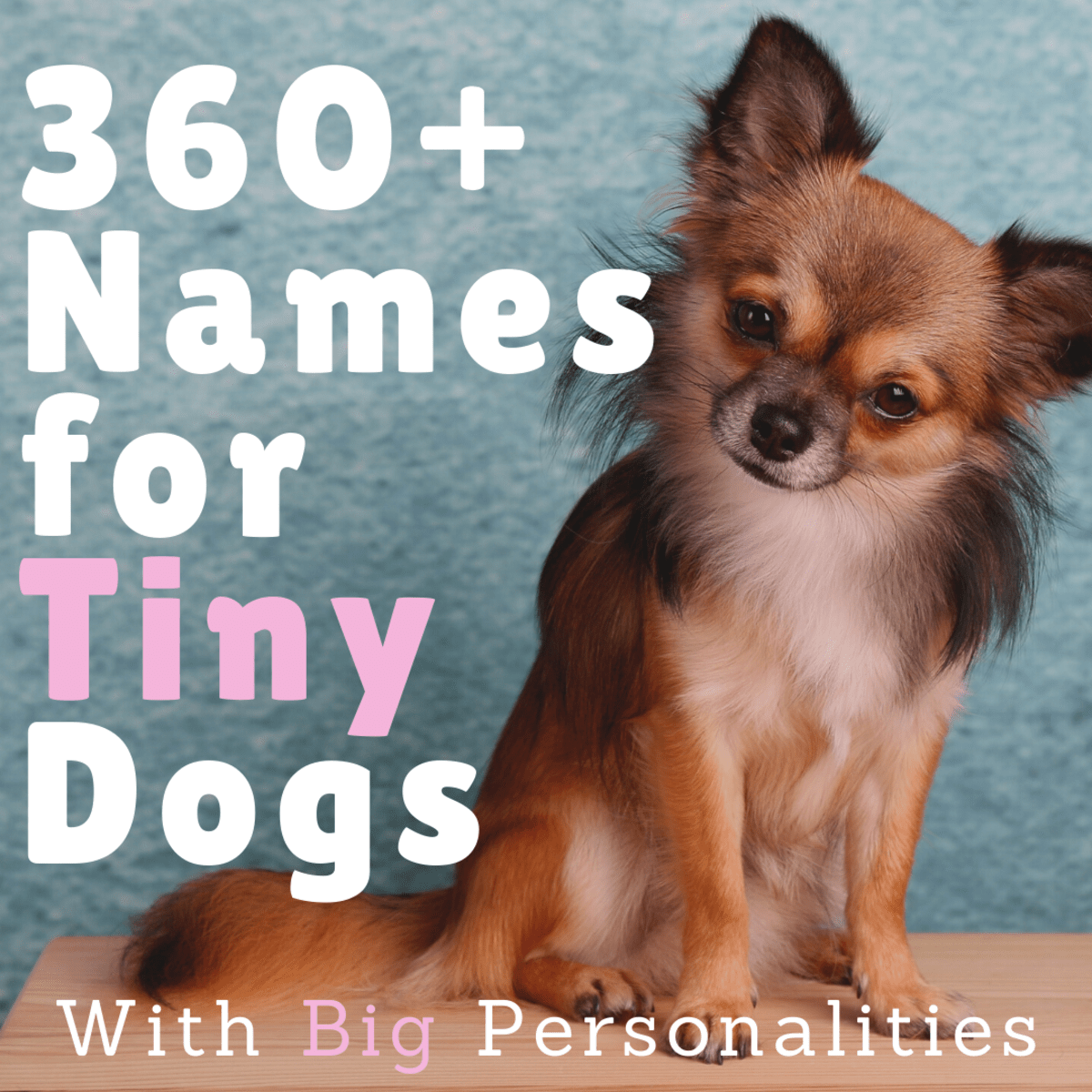 360 Cute Small Dog Names For Girl And Boy Dogs With Meanings Pethelpful