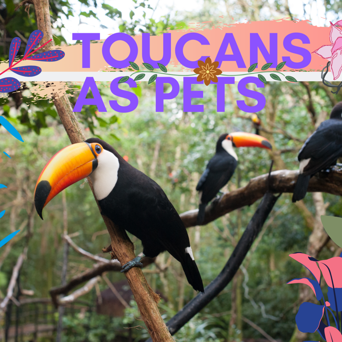 10 Reasons Toucans Make Excellent Pets Pethelpful