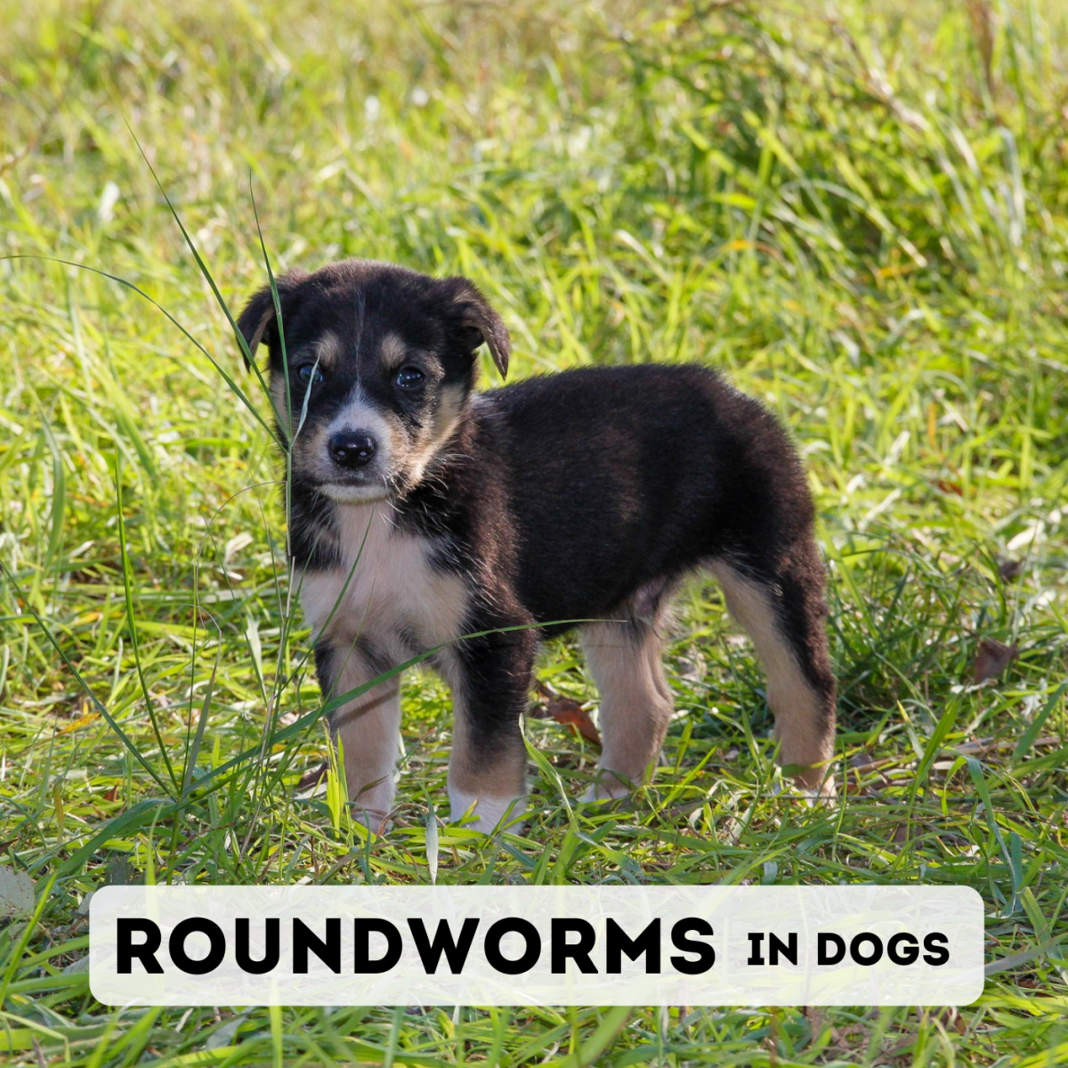 worms in puppy poop treatment