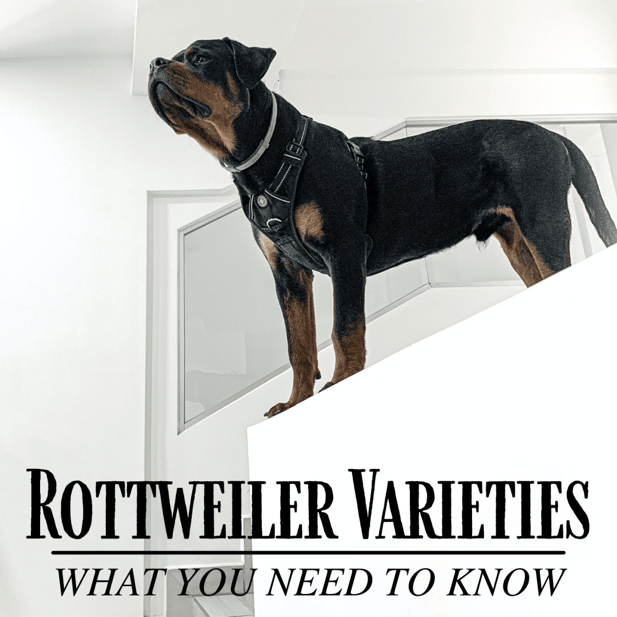 different types of rottweilers