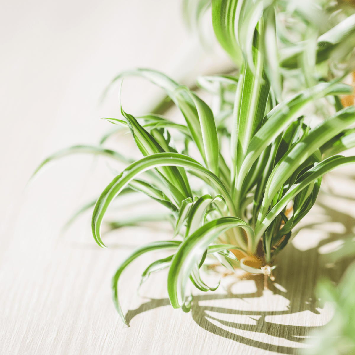 neon green pothos Pothos 'Neon' | Indoor Plant | Tropical Plant