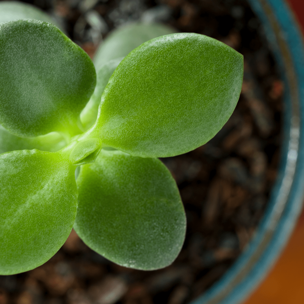 indoor starter plants Jungle Starter Plant Collection main image 0
