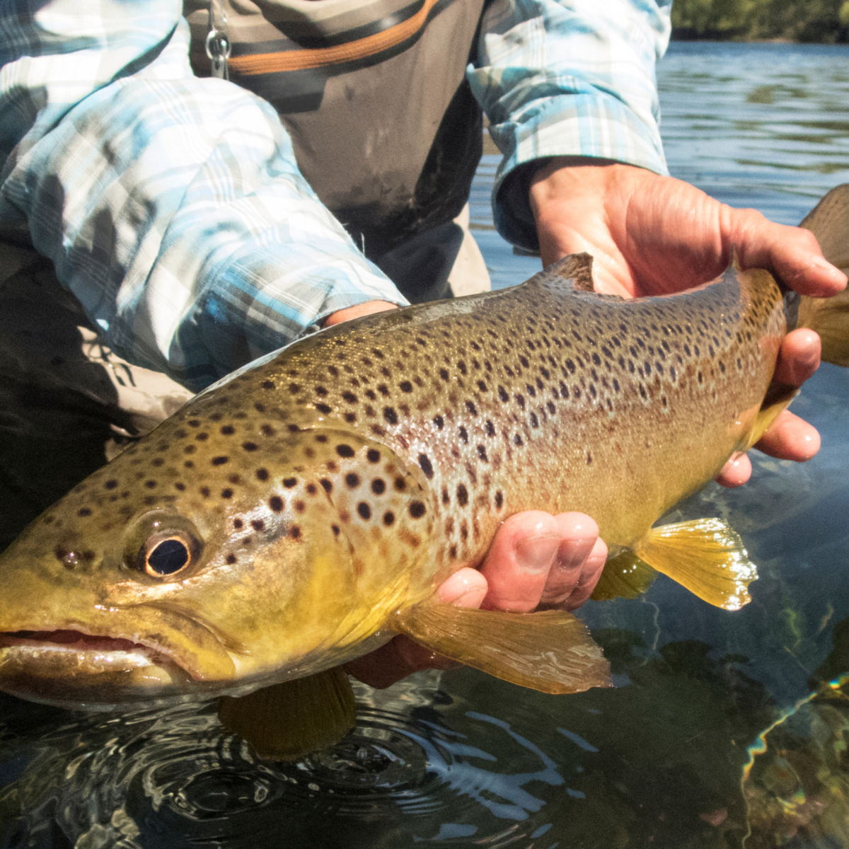 Top 5 Best Trout Lures - HubPages