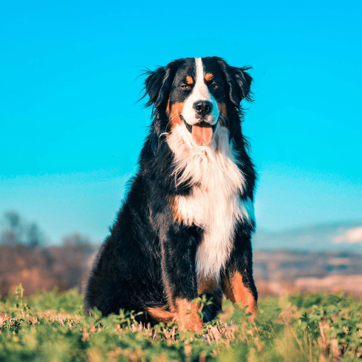 bernese mountain dog best adventure dog breeds