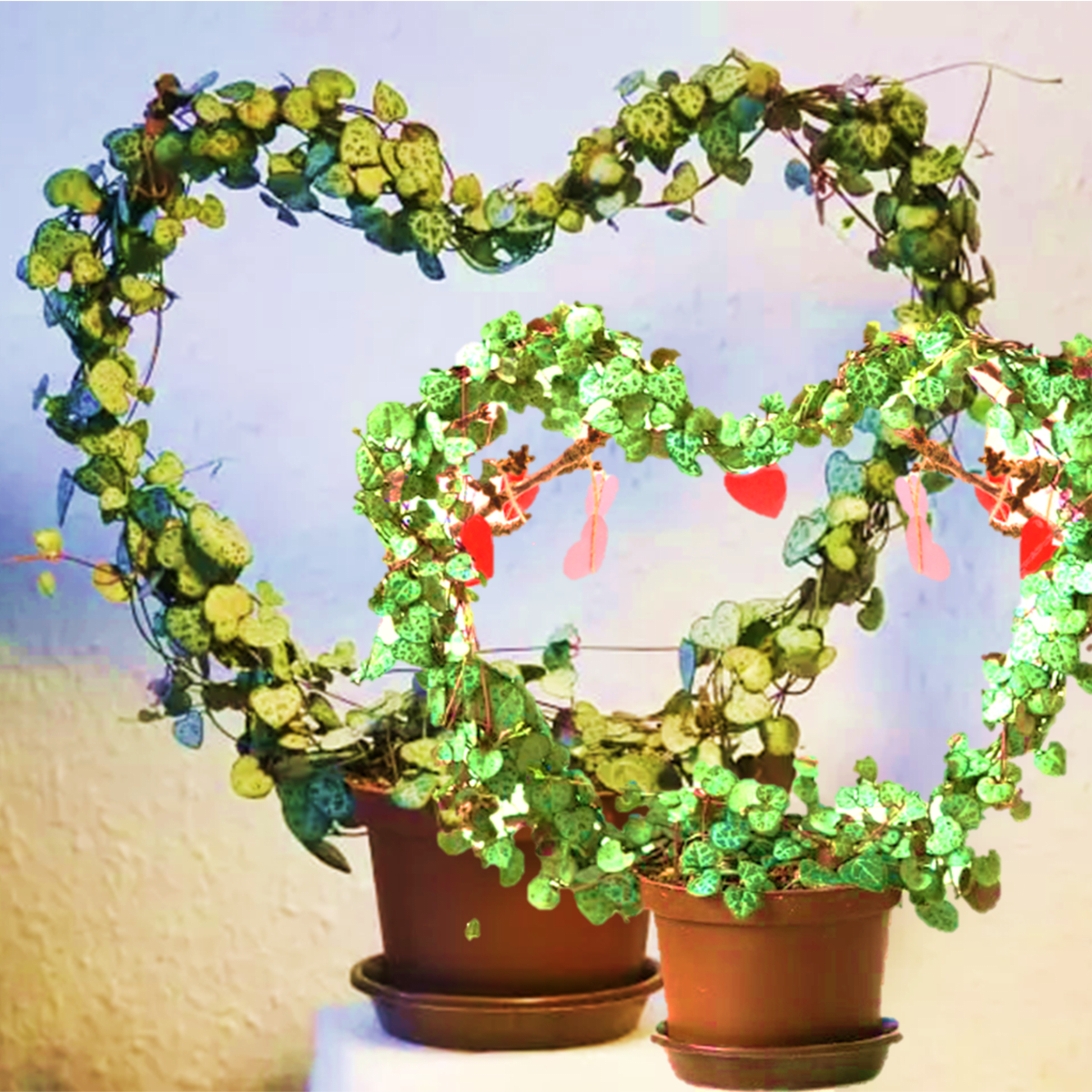 ezy plant ZZ Plant: Easy Live Houseplant - (6” Pot) – Easy Plant Care – Zamioculcas  Zamiifolia - Low Maintenance House Plant for Home & Office main image 0