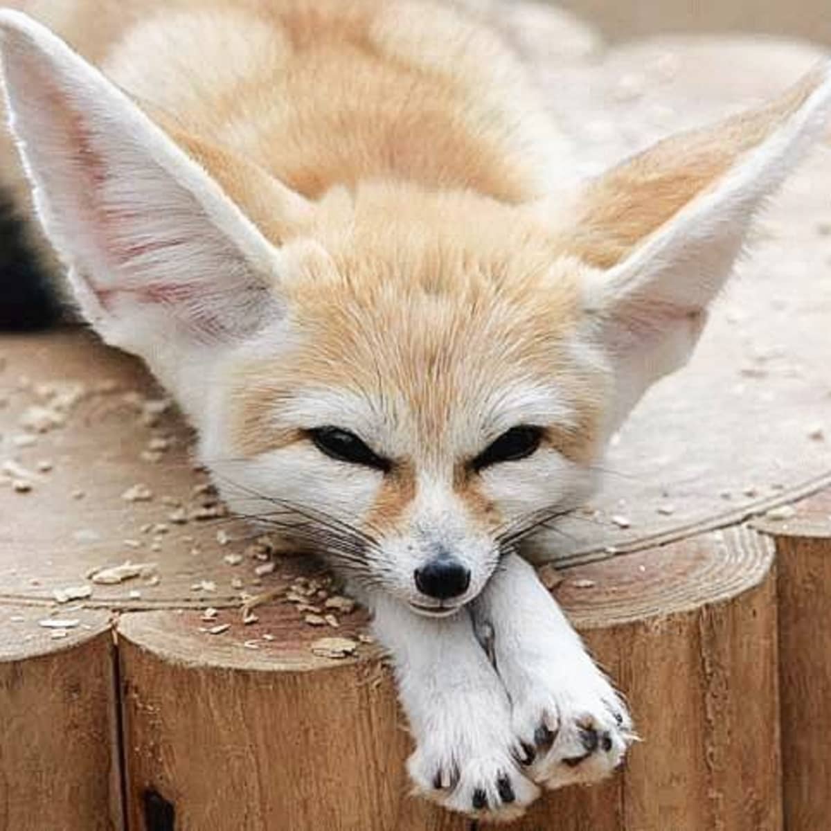 fennec fox craigslist