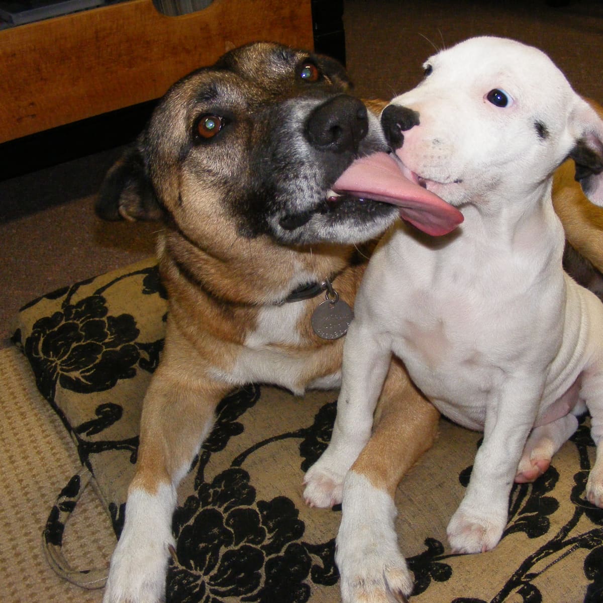 neutered dog licking himself