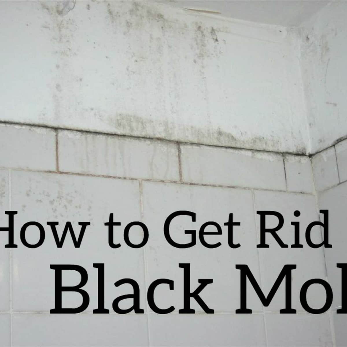 Can Dog Pee Cause Black Mold