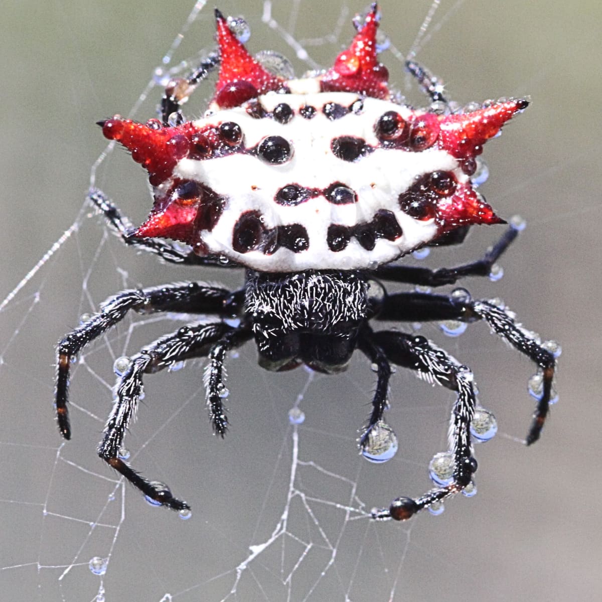 Scary looking spiders sale