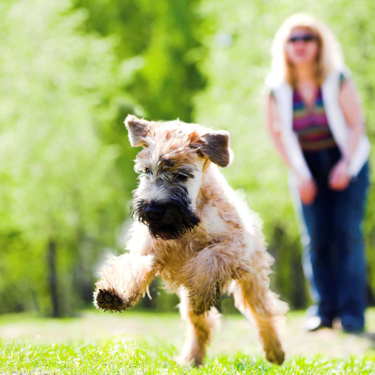 irish dog names