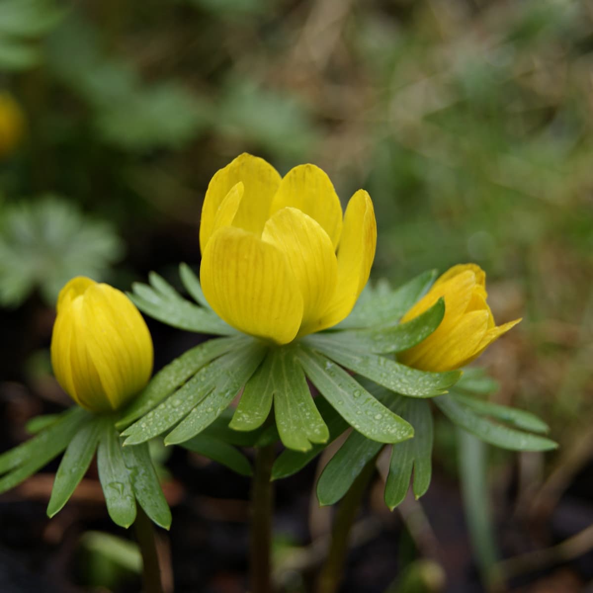 Yellow bulbs flowers cheap