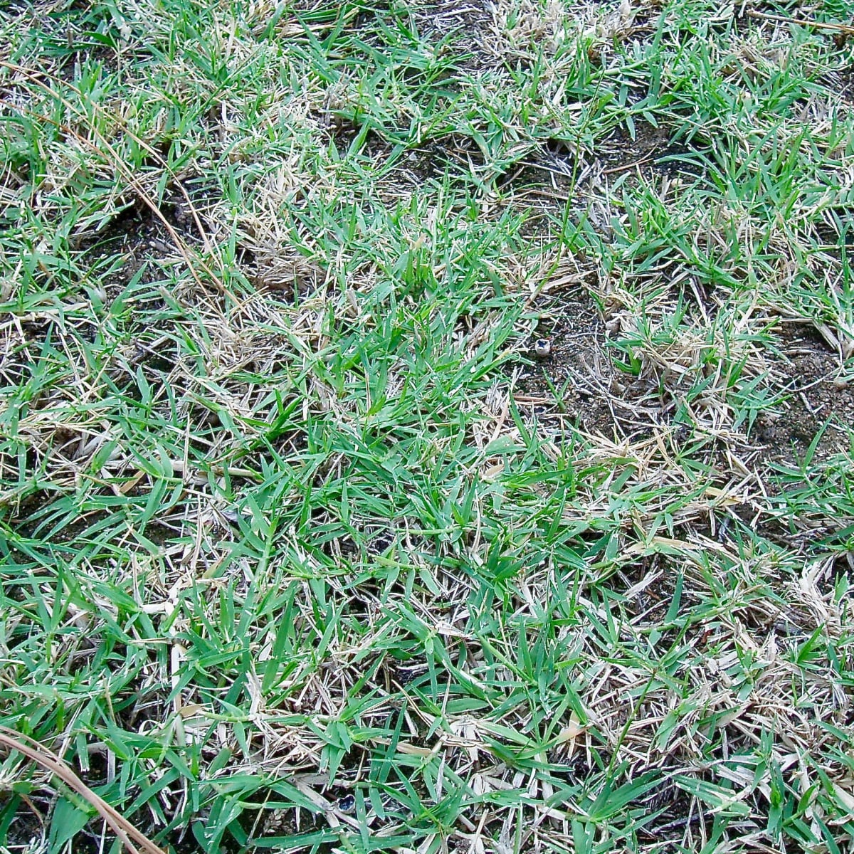 How to Kill Crabgrass in Your Lawn Naturally Dengarden