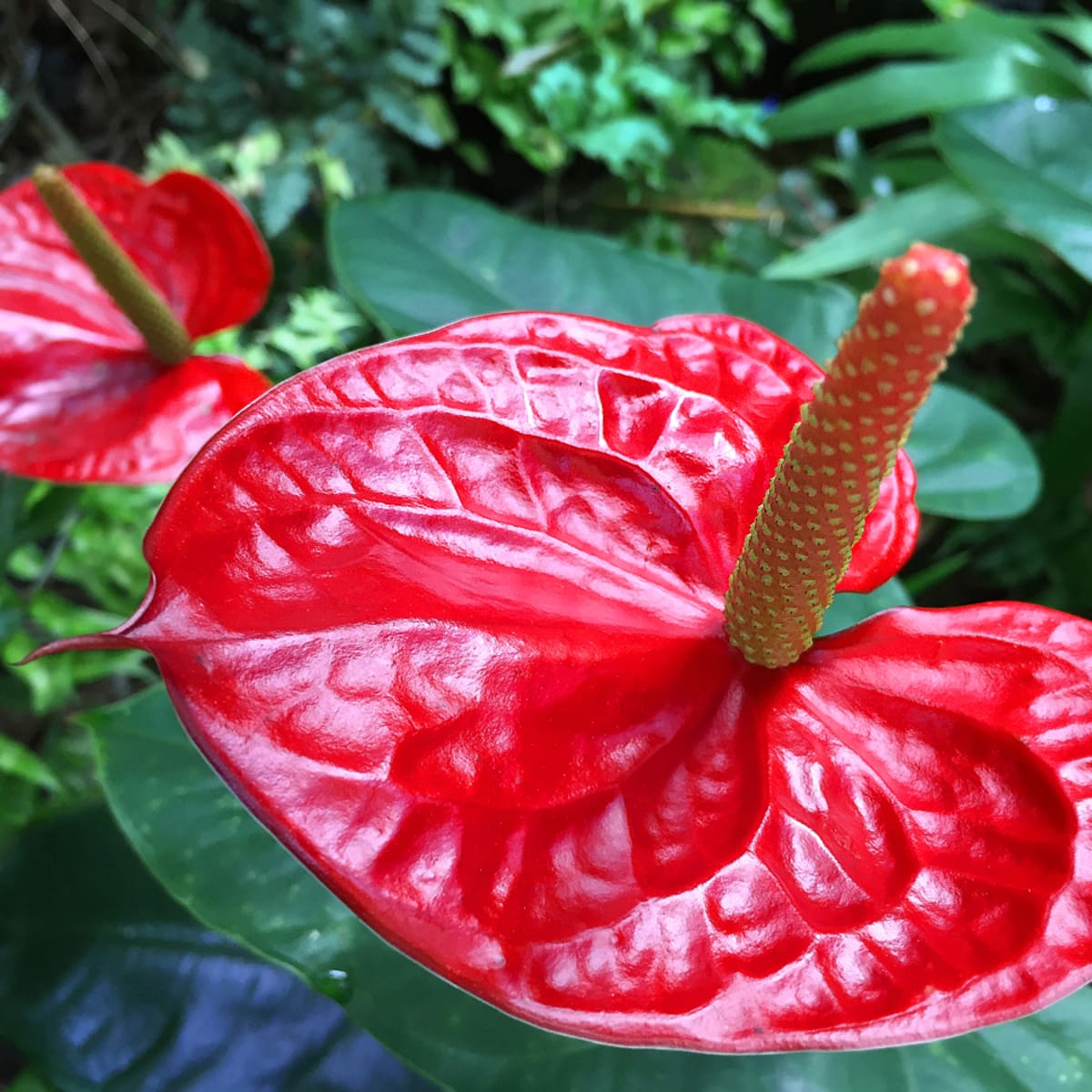 Flowers with red petals store