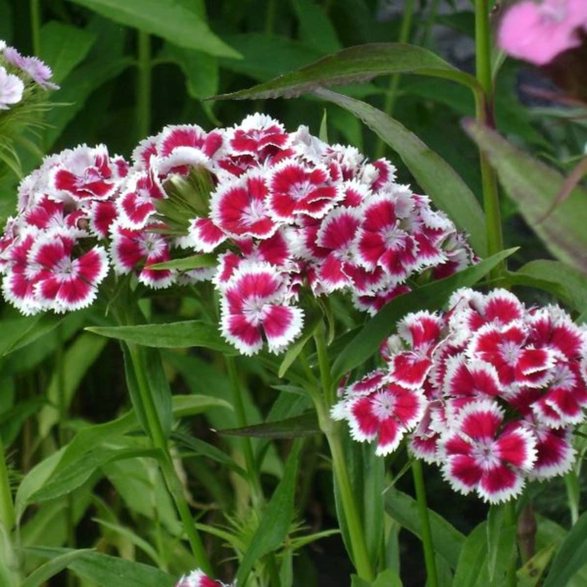 Sweet William Plant Clearance, 52% OFF | www.visitmontanejos.com