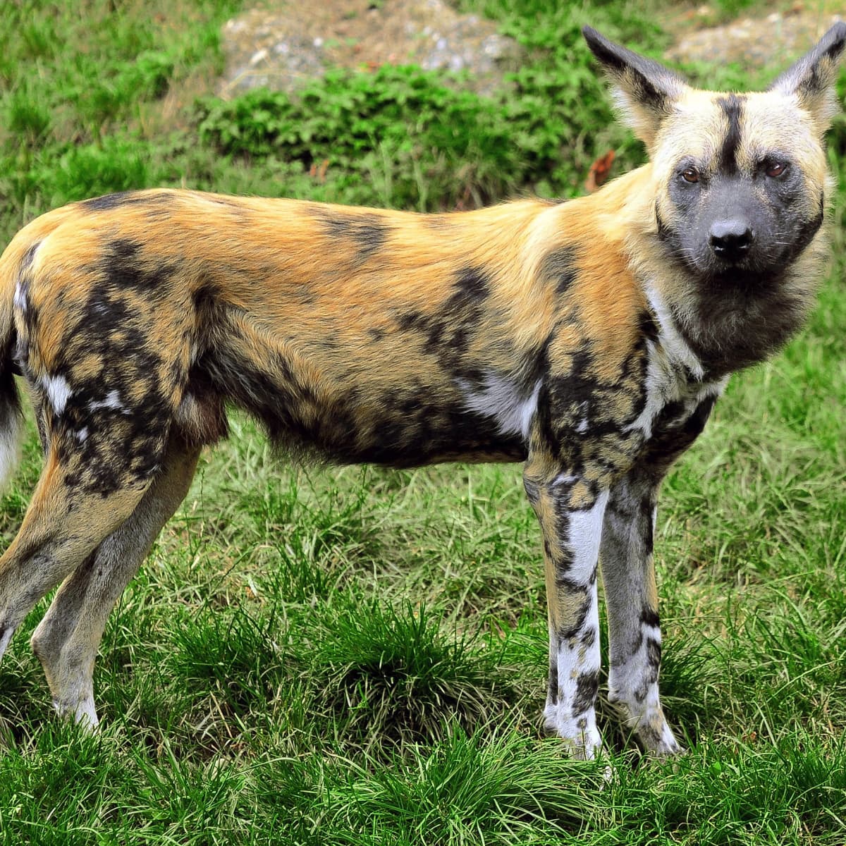 Do African Wild Dogs Live In Packs