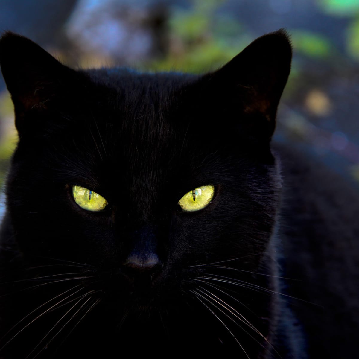 Черная кошка с желтыми глазами