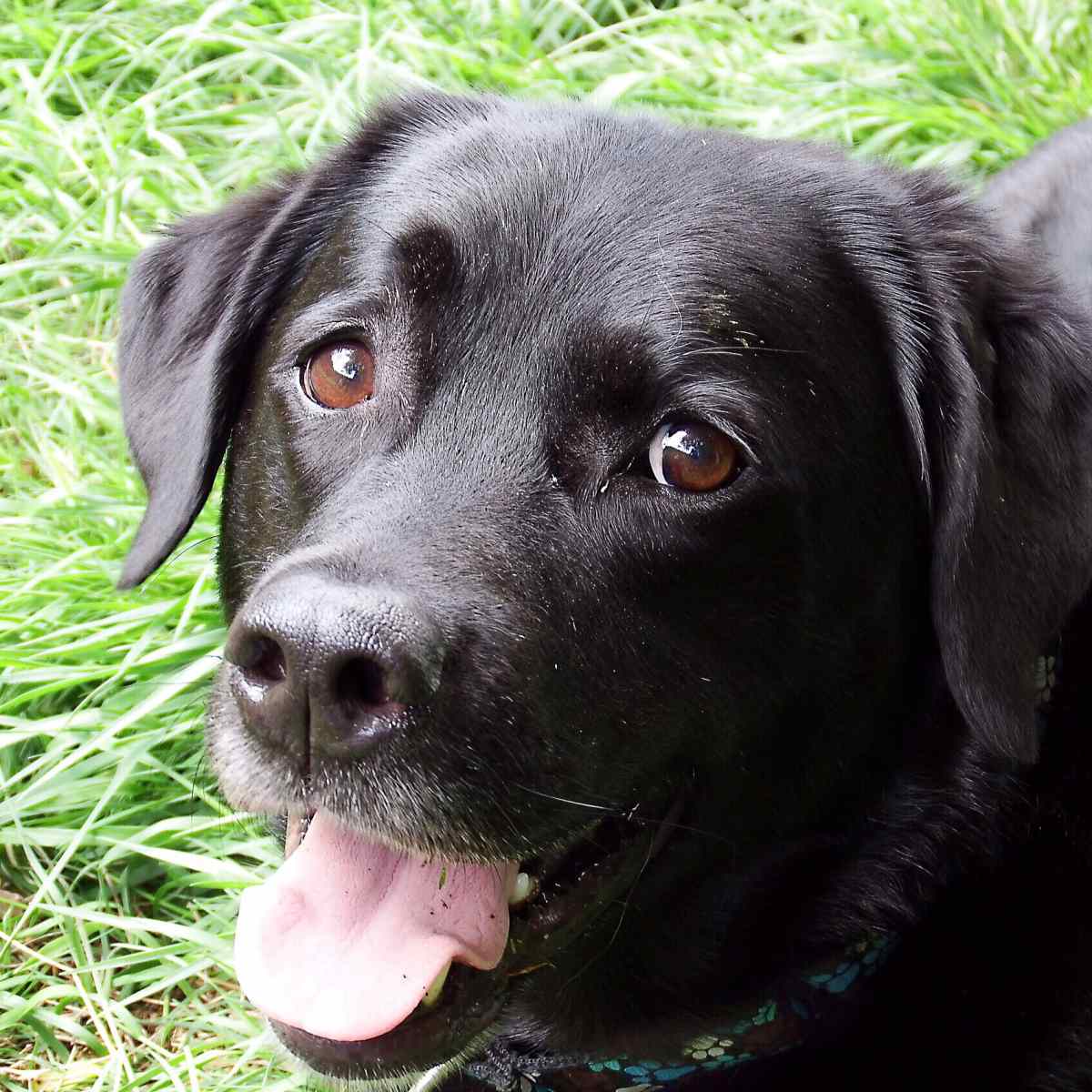 Kennel Cough in Dogs: Causes, Facts, and My Experience ...